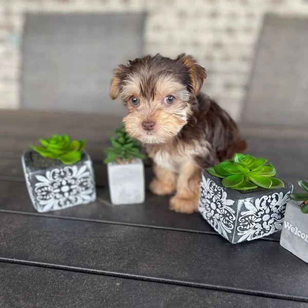 Teacup yorkie puppy  | Foto 4