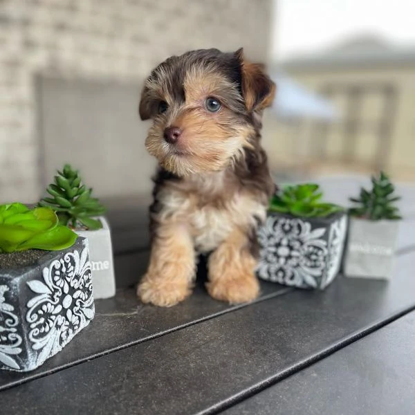 Teacup yorkie puppy  | Foto 3