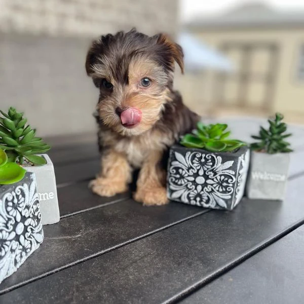 Teacup yorkie puppy  | Foto 2