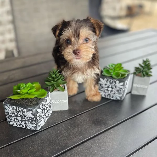 Teacup yorkie puppy  | Foto 1