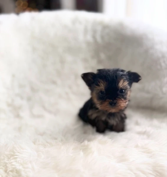 Teacup yorkies puppy | Foto 3