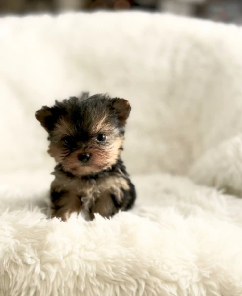 Teacup yorkies puppy | Foto 2