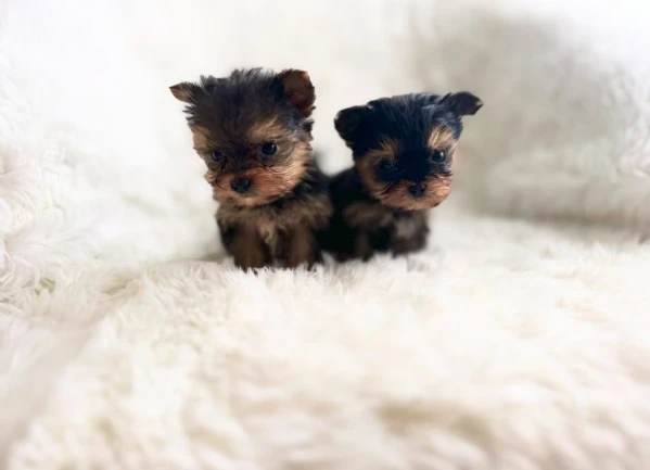 Teacup yorkies puppy | Foto 1