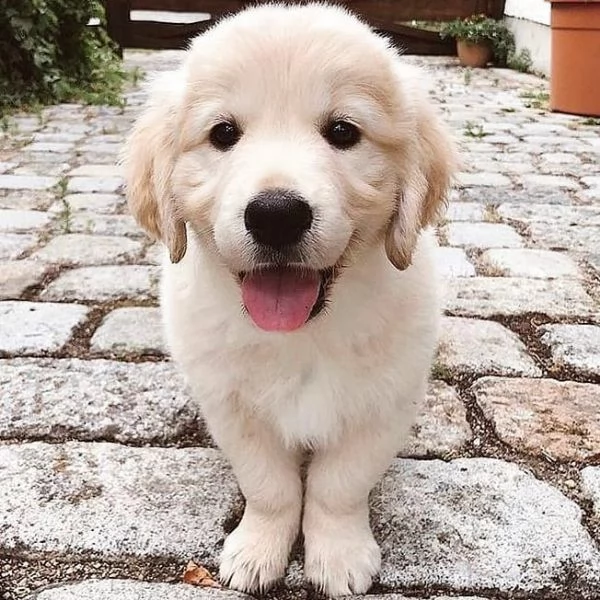 Cucciole golden retriever | Foto 1