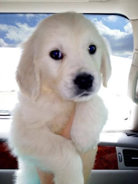 Disponibili cuccioli di Golden Retriever!! | Foto 0