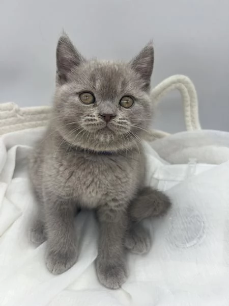 BELLISSIMI Gatti British shorthair