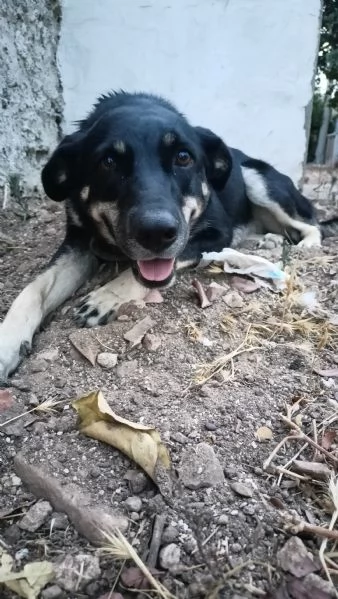 Nelly 1 anno taglia media | Foto 0