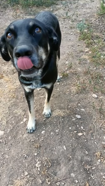 Nelly 1 anno taglia media | Foto 3