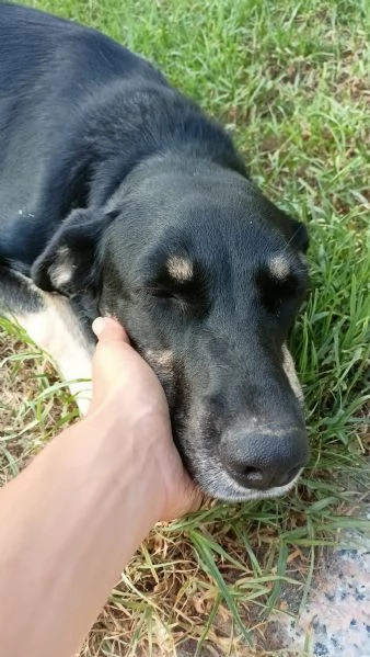 Nelly 1 anno taglia media | Foto 3