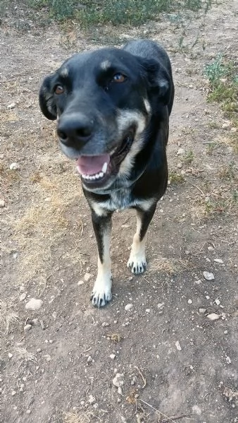 Nelly 1 anno taglia media | Foto 2