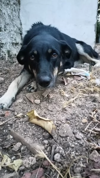 Nelly 1 anno taglia media