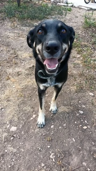 Nelly 1 anno taglia media Sicilia | Foto 2