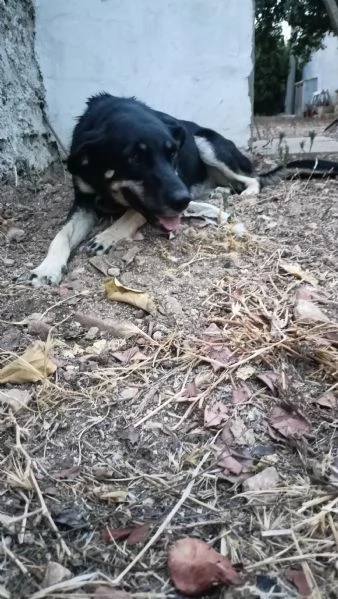 Nelly 1 anno taglia media Sicilia | Foto 0