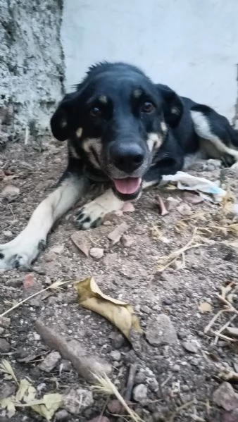 Nelly 1 anno taglia media Sicilia