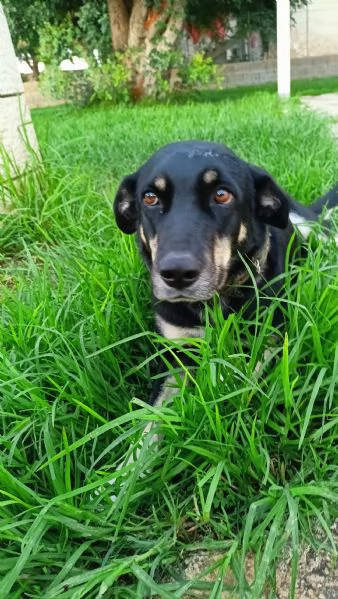 Nelly taglia media 1 anno Sicilia | Foto 3