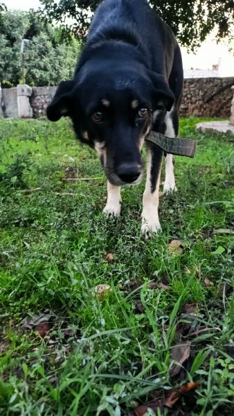 Nelly taglia media 1 anno Sicilia | Foto 1