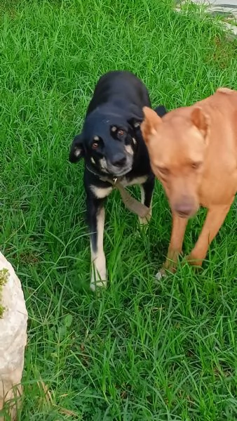 Nelly 1 anno taglia media Sicilia | Foto 8