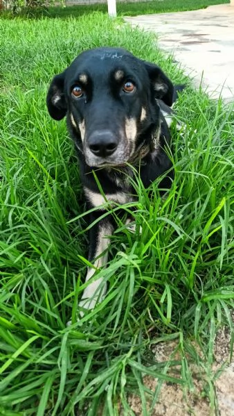 Nelly 1 anno taglia media Sicilia | Foto 7