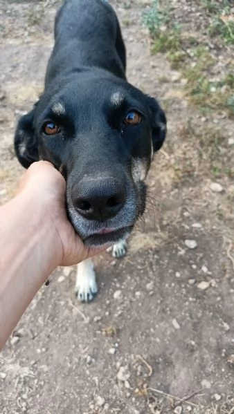 Nelly 1 anno taglia media Sicilia | Foto 6