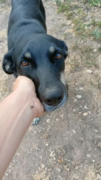 Nelly 1 anno taglia media Sicilia | Foto 5