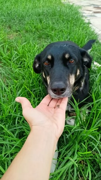 Nelly 1 anno taglia media Sicilia | Foto 4