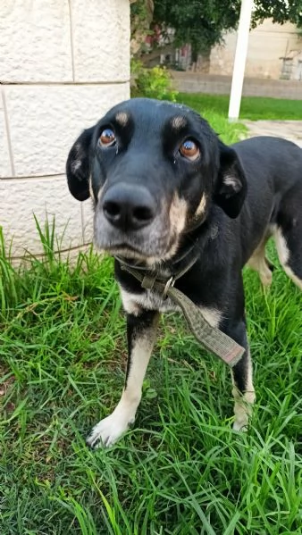 Nelly 1 anno taglia media Sicilia | Foto 3