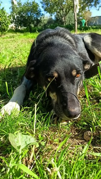 Nelly la simpaticona 