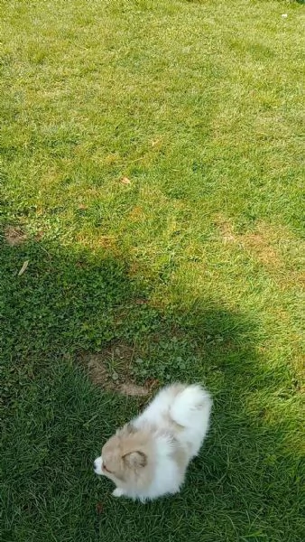 Cucciola volpina Spitz tedesco  | Foto 5