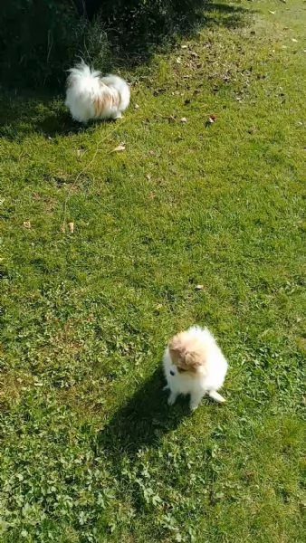 Cucciola volpina Spitz tedesco  | Foto 4