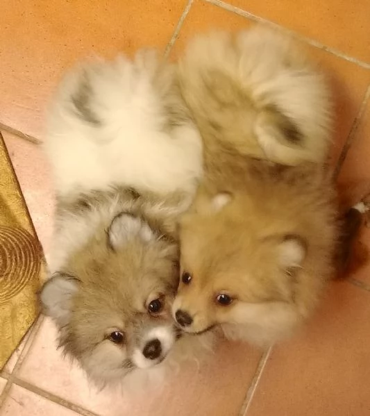 Cuccioli volpini