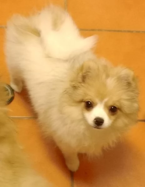 Cuccioli volpini | Foto 7