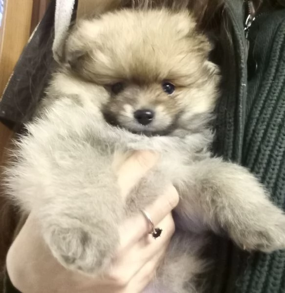 Cuccioli volpini, Spitz tedesco 