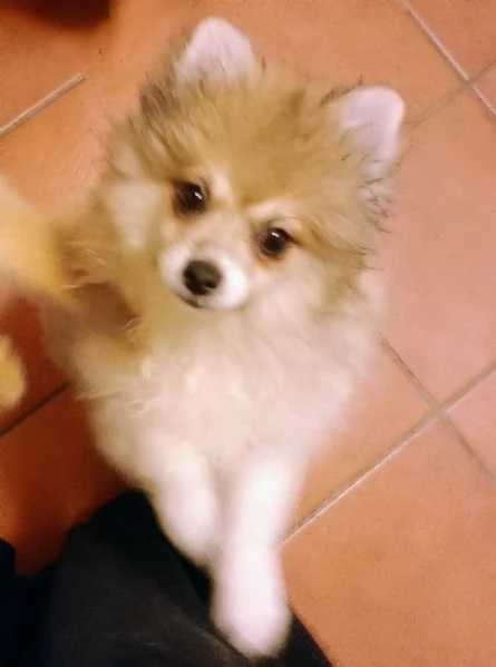 Cuccioli volpini | Foto 5