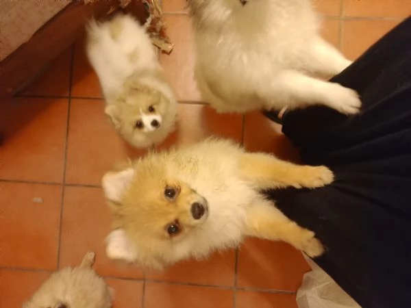 Cuccioli volpini | Foto 4