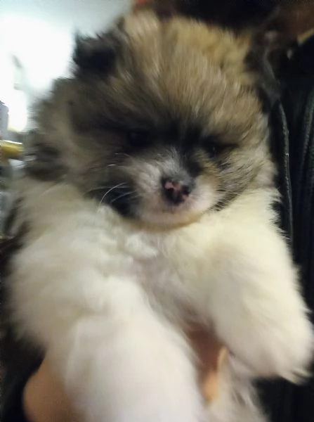 Cuccioli volpini, Spitz tedesco  | Foto 2