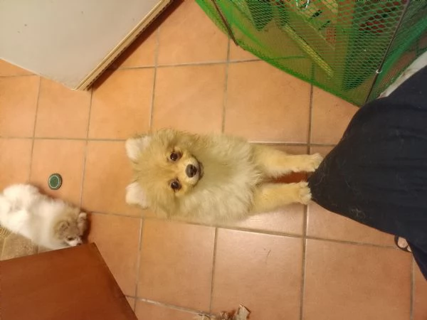 Cuccioli volpini | Foto 2