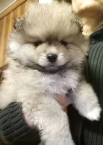 Cuccioli volpini, Spitz tedesco  | Foto 0