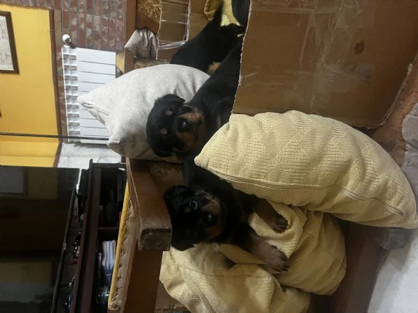 Cucciole di rottweiler  | Foto 4