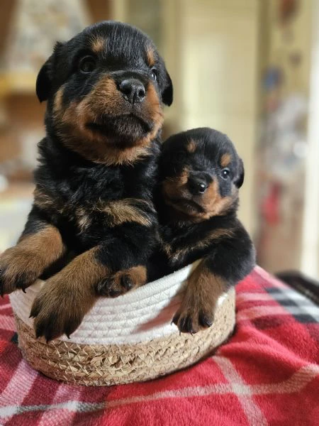 Cucciole di rottweiler  | Foto 3