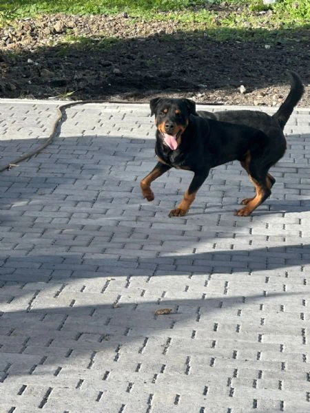 Cucciole di rottweiler  | Foto 2