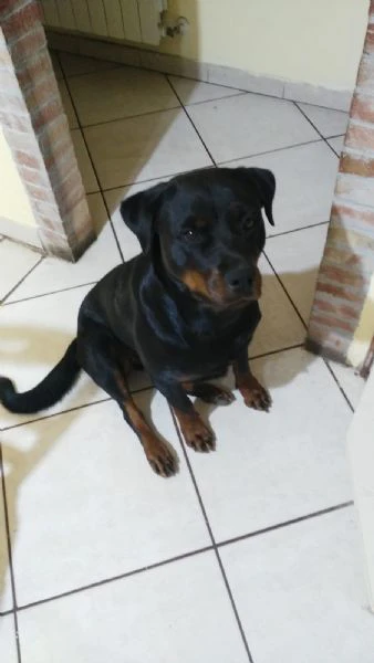 Cucciole di rottweiler  | Foto 1