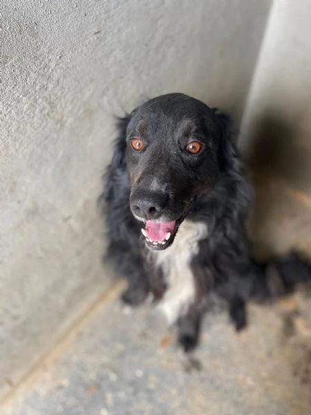 PRINCE bellissimo cagnolino 7 anni cerca adozione!  | Foto 4