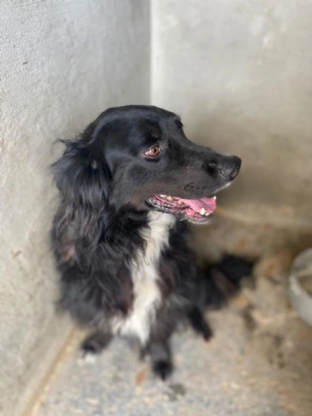 PRINCE bellissimo cagnolino 7 anni cerca adozione!  | Foto 3