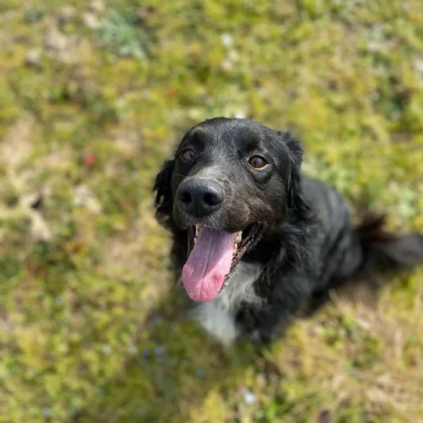 PRINCE bellissimo cagnolino 7 anni cerca adozione! 