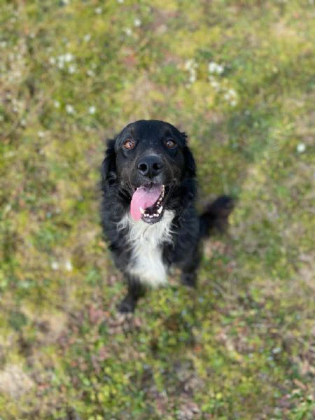 PRINCE bellissimo cagnolino 7 anni cerca adozione!  | Foto 2