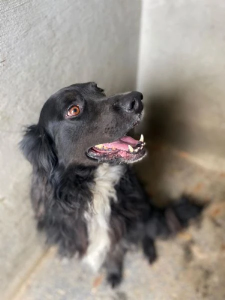 PRINCE bellissimo cagnolino 7 anni cerca adozione!  | Foto 1