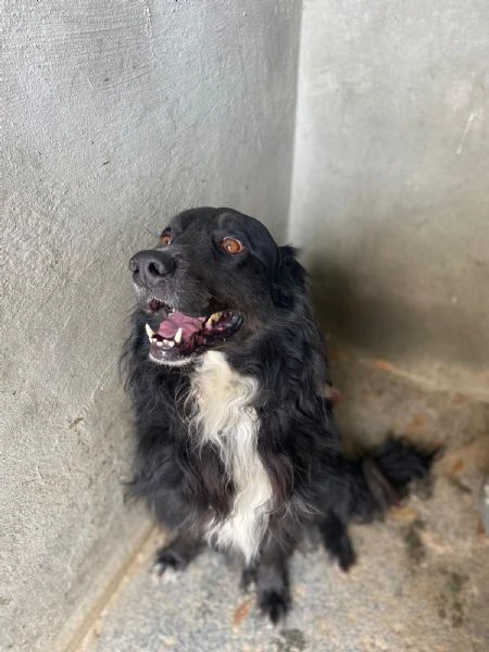 PRINCE bellissimo cagnolino 7 anni cerca adozione!  | Foto 0