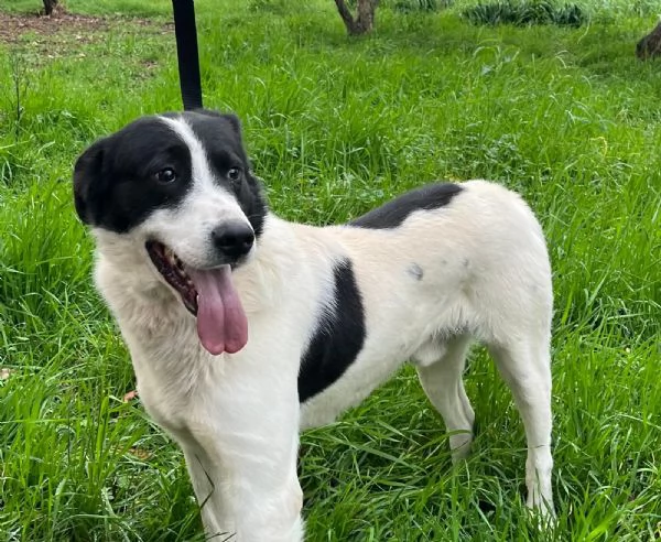 Paco 2 anni cerca casa - vive in canile da cucciolo 