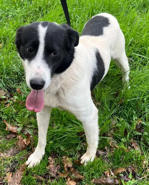 Paco 2 anni cerca casa - vive in canile da cucciolo  | Foto 2