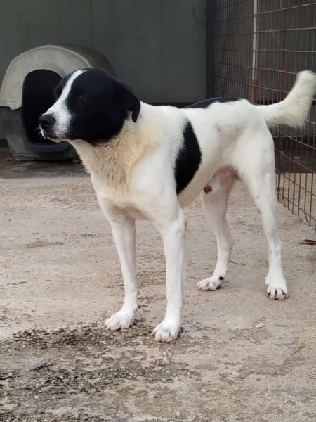 Paco 2 anni cerca casa - vive in canile da cucciolo  | Foto 0